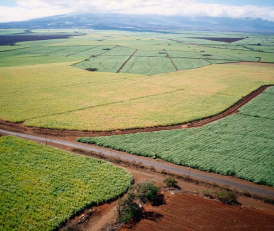 Sugarcane Farming