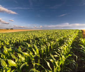 Maize Farming